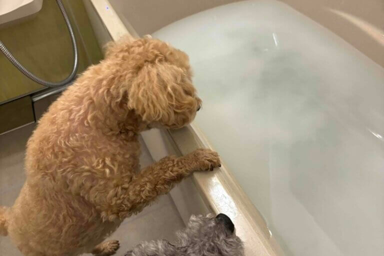 ウルトラファインバブルに愛犬も興味津々